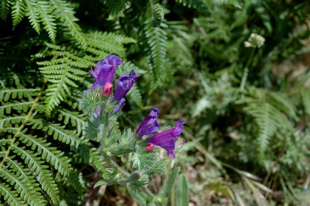 Echium vulgare / Erba viperina azzurra
